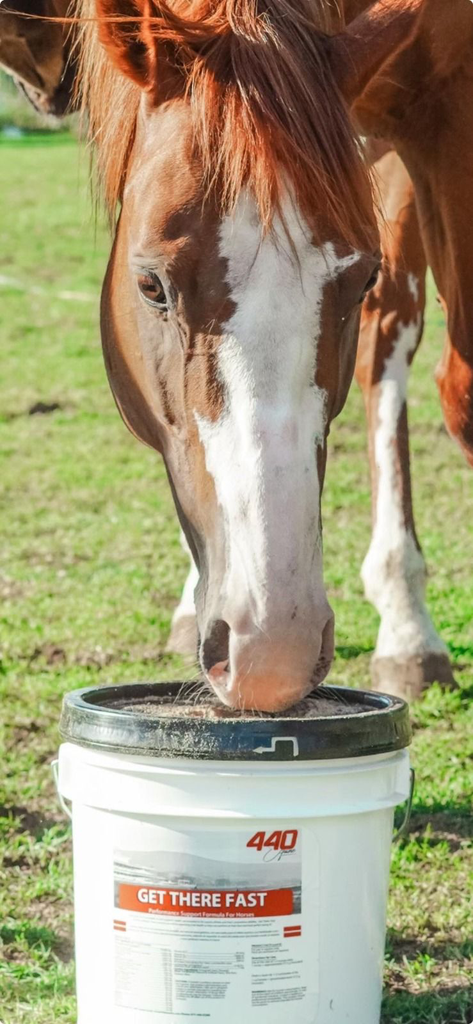 CUBETA 440 EQUINE 